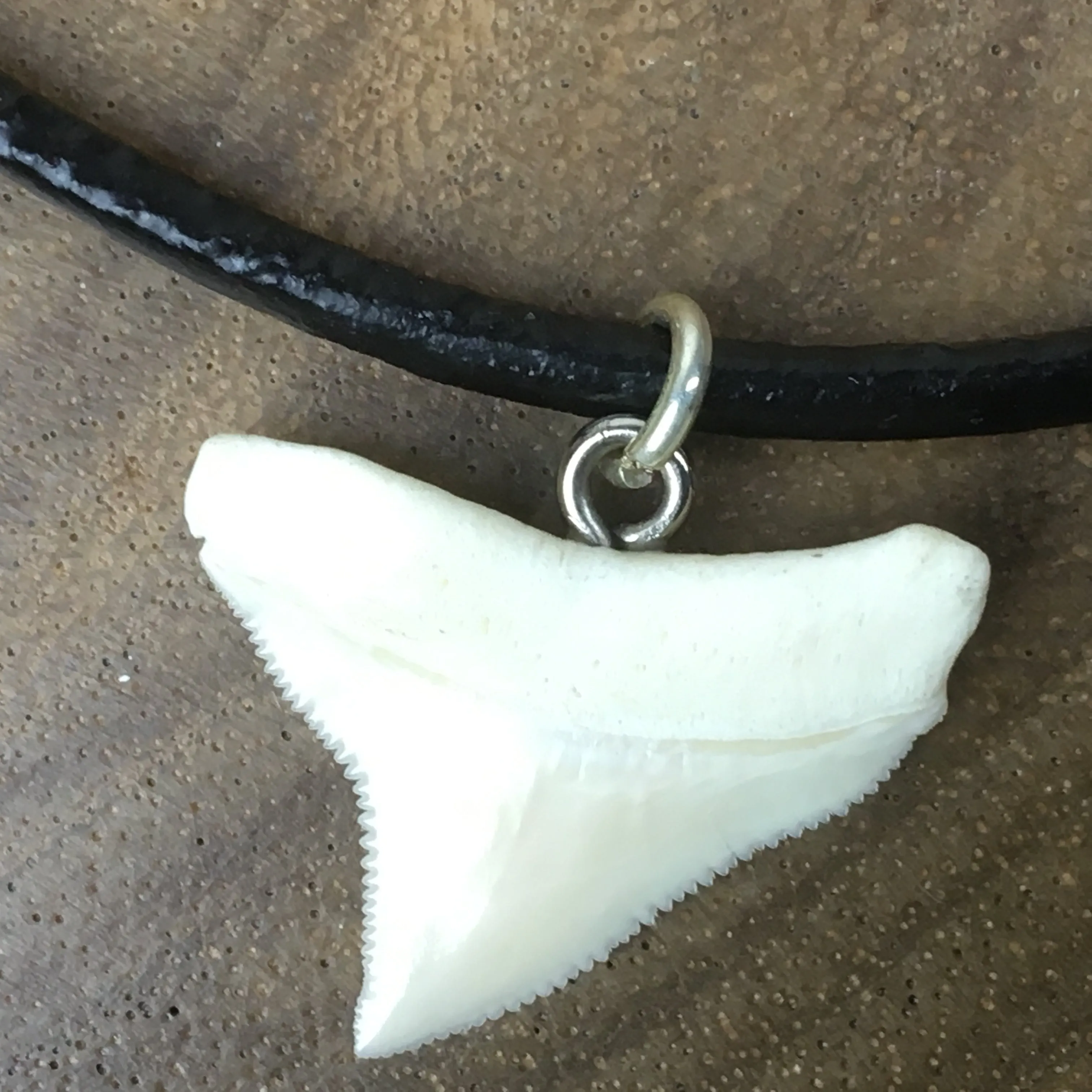 Bull Shark Tooth Pendant c182