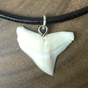 Bull Shark Tooth Pendant c182
