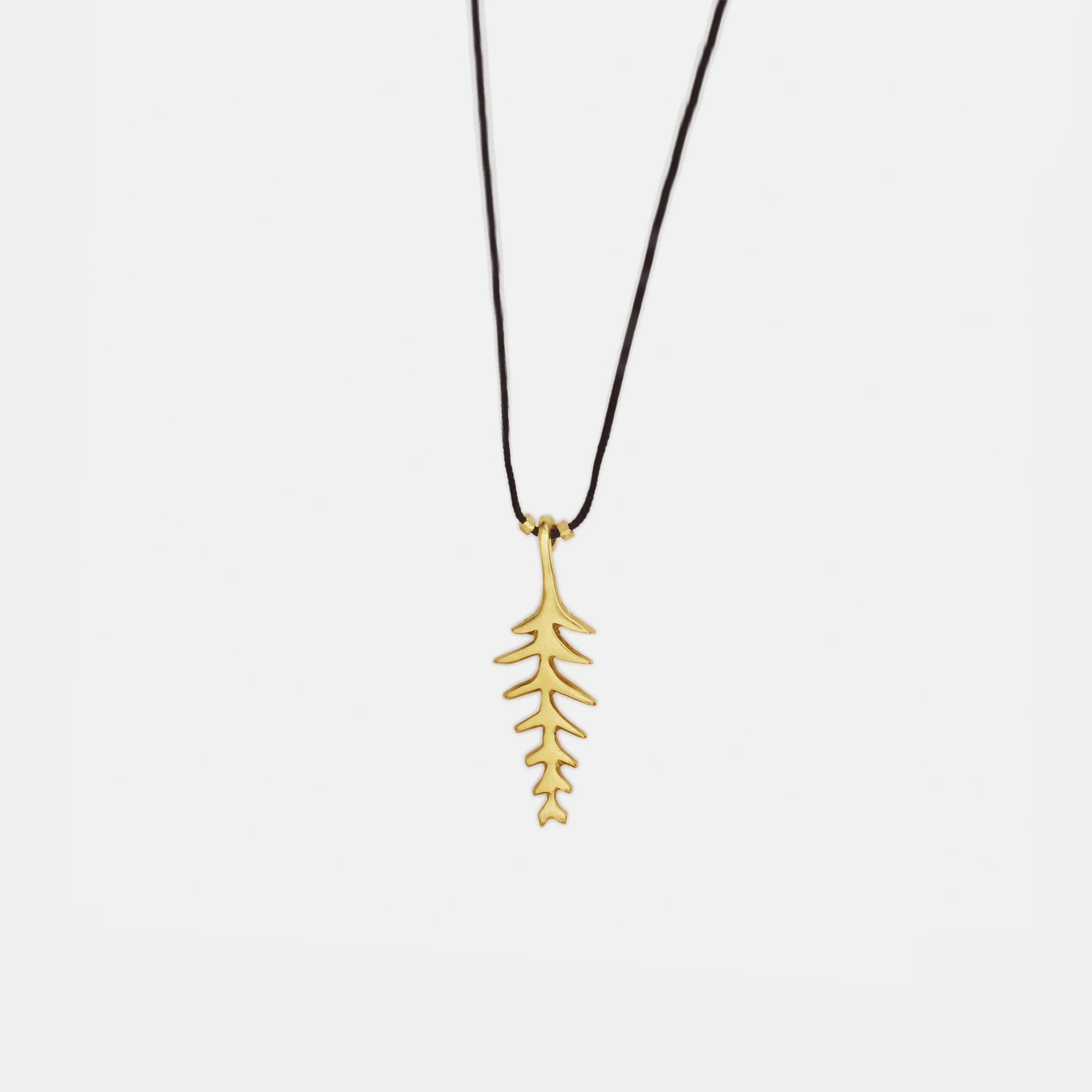 Fern