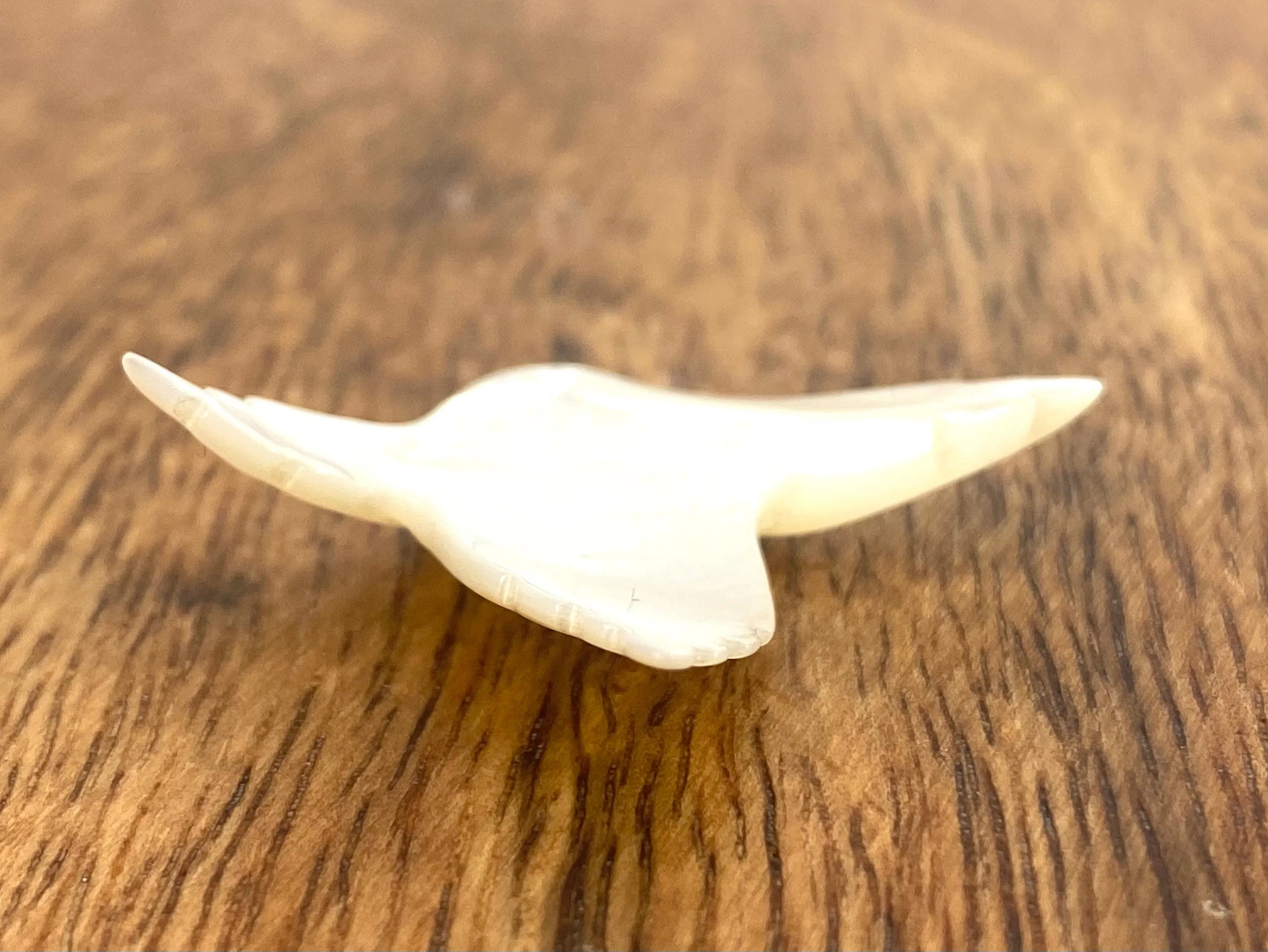 Mother Of Pearl Shell, Sku#M244