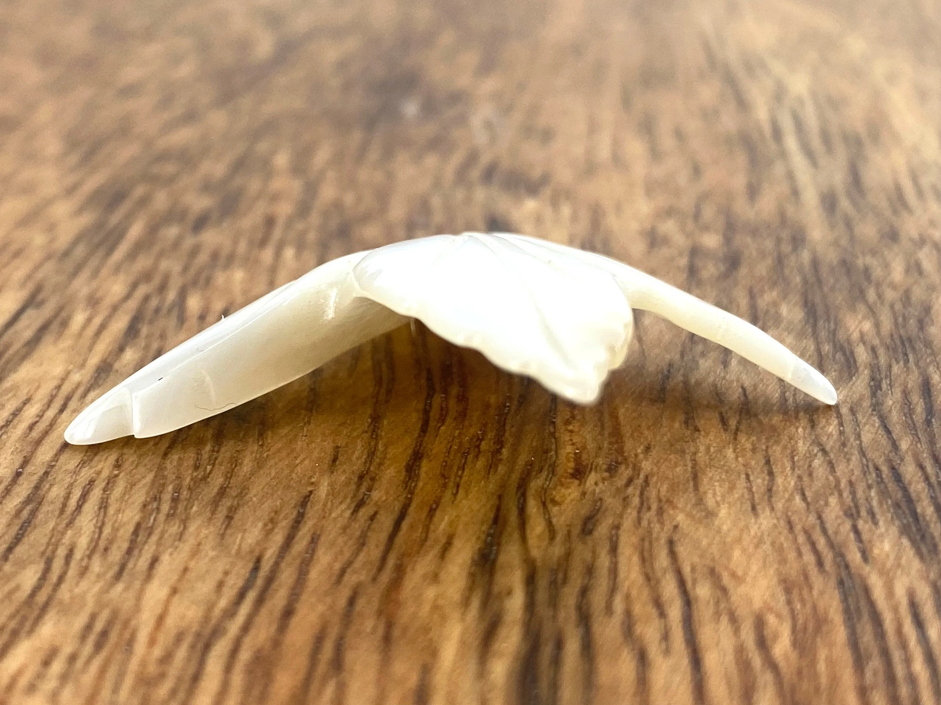 Mother Of Pearl Shell, Sku#M244