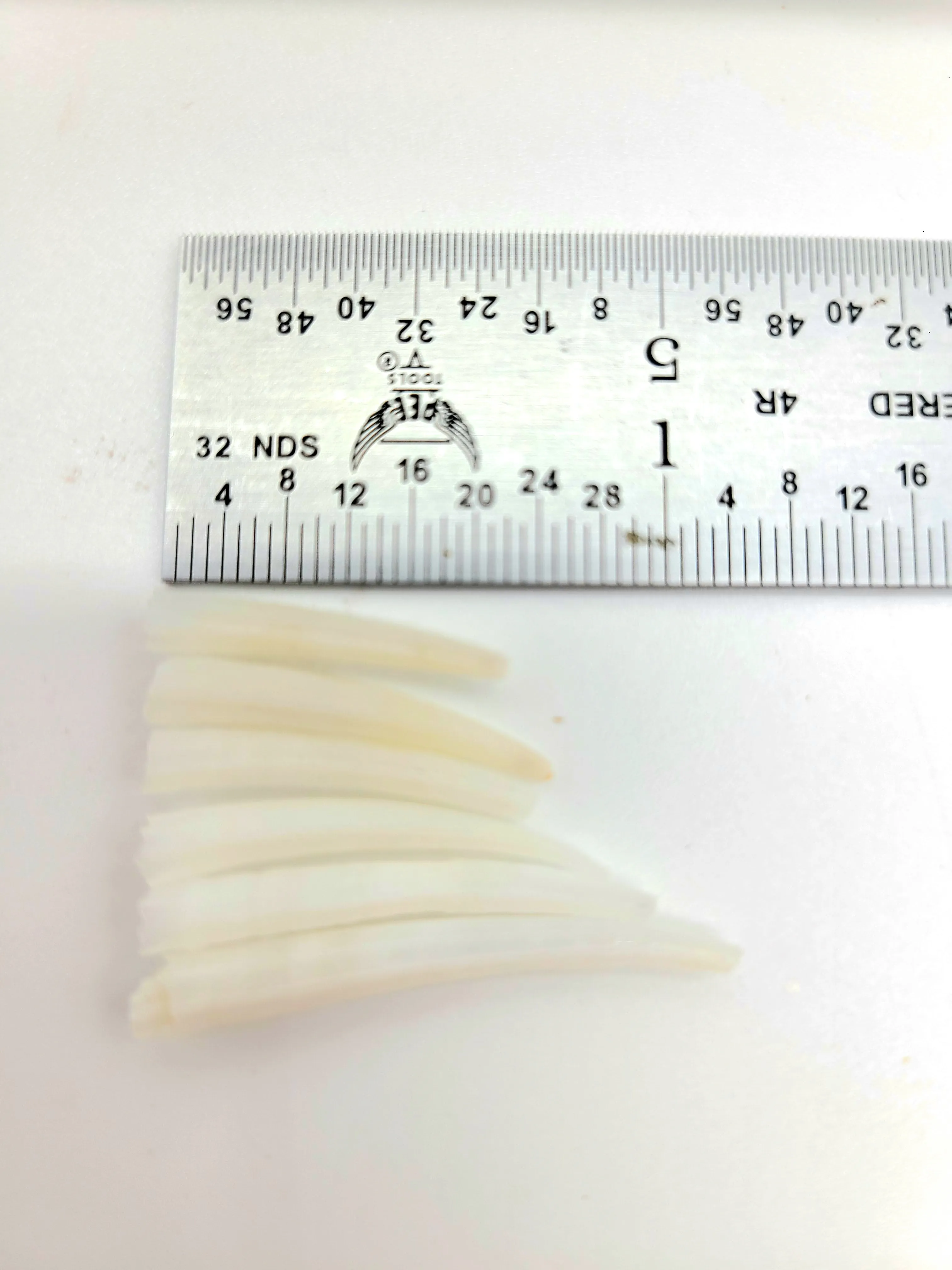 Ridged Dentalium Shells, 3/4 - 1 1/4" length Small, wait list for large, great for Jewelry, Earrings, Chokers, Necklaces and decorations