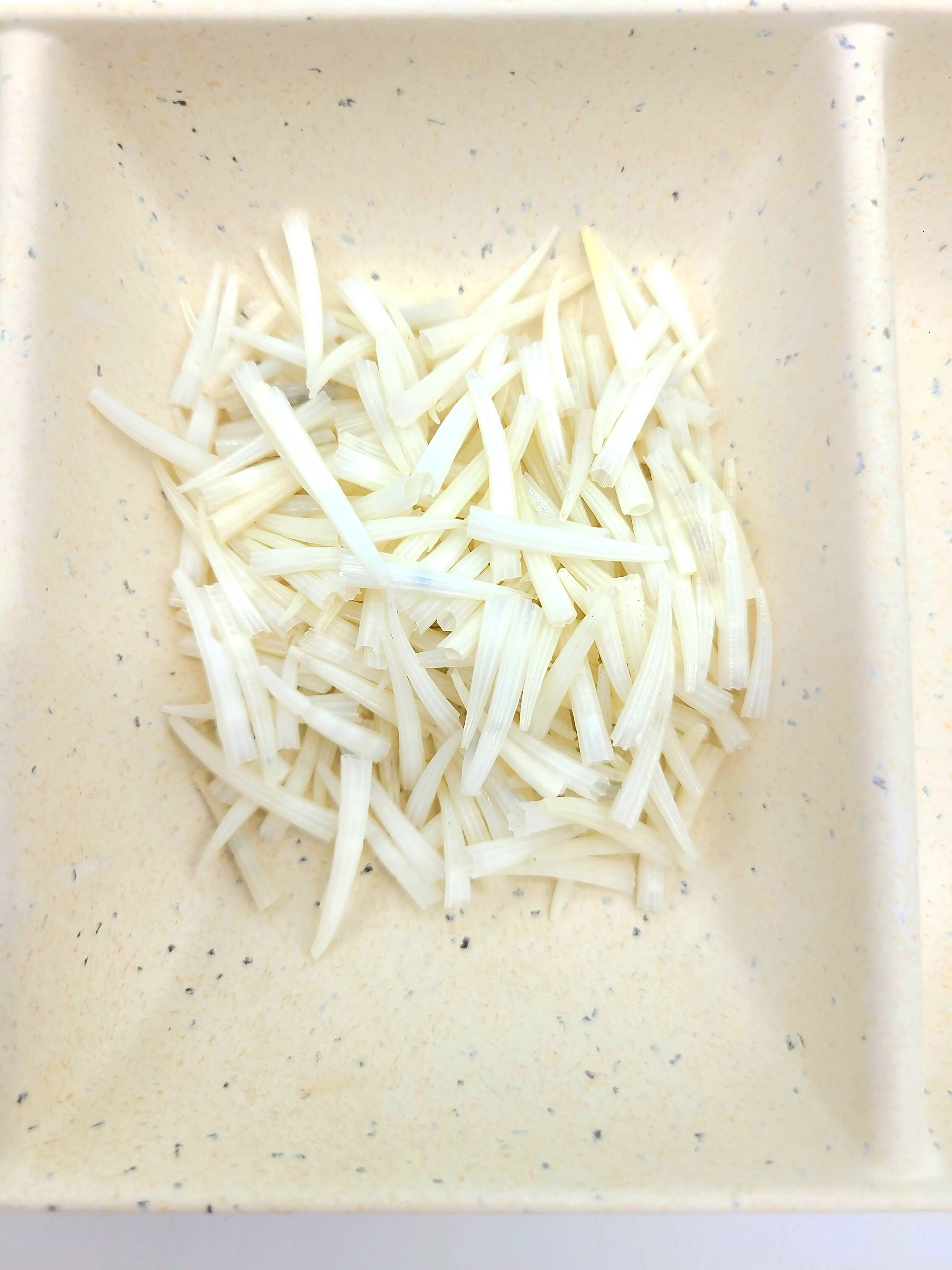 Ridged Dentalium Shells, 3/4 - 1 1/4" length Small, wait list for large, great for Jewelry, Earrings, Chokers, Necklaces and decorations