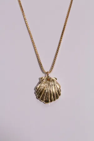 Scallop Shell