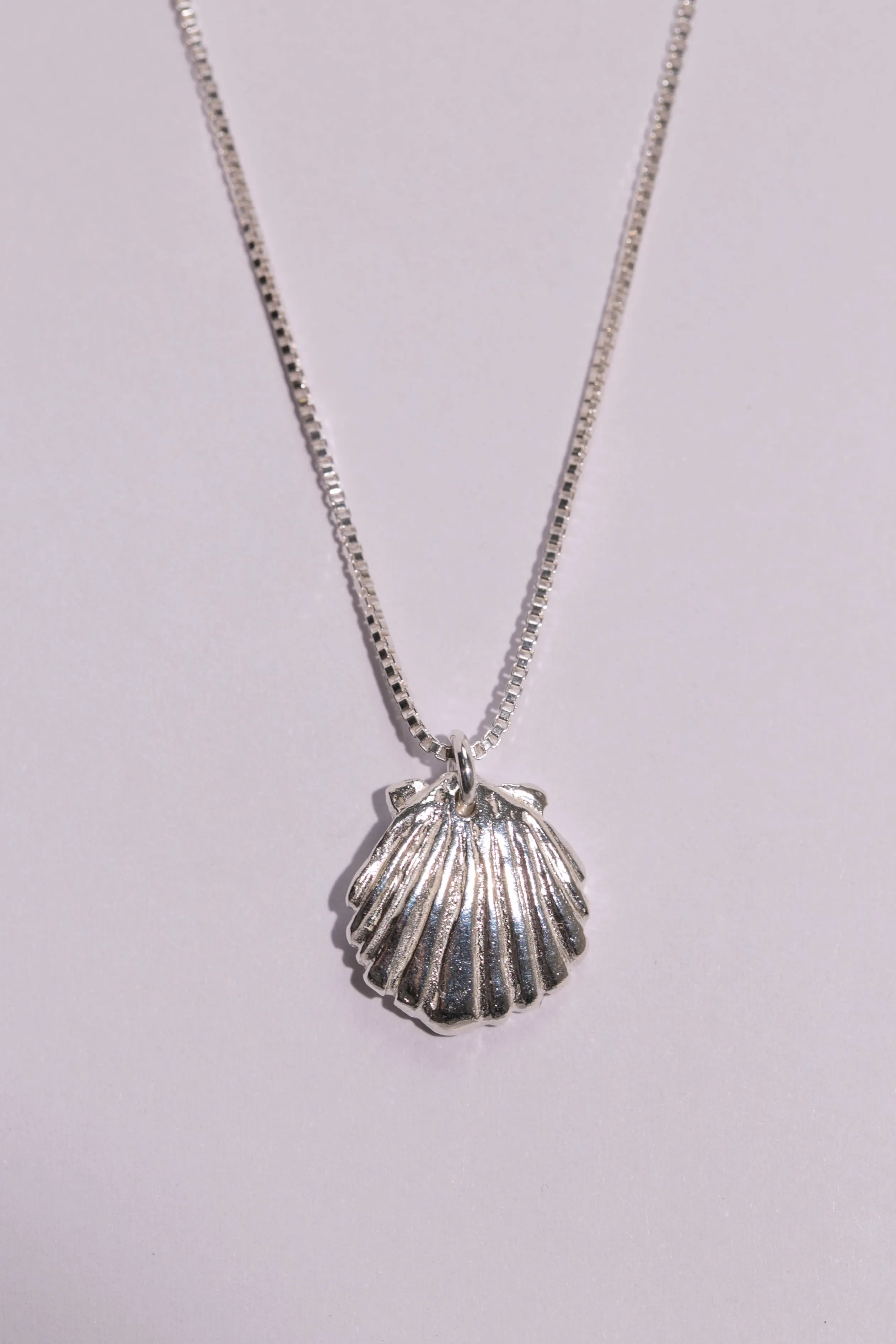 Scallop Shell