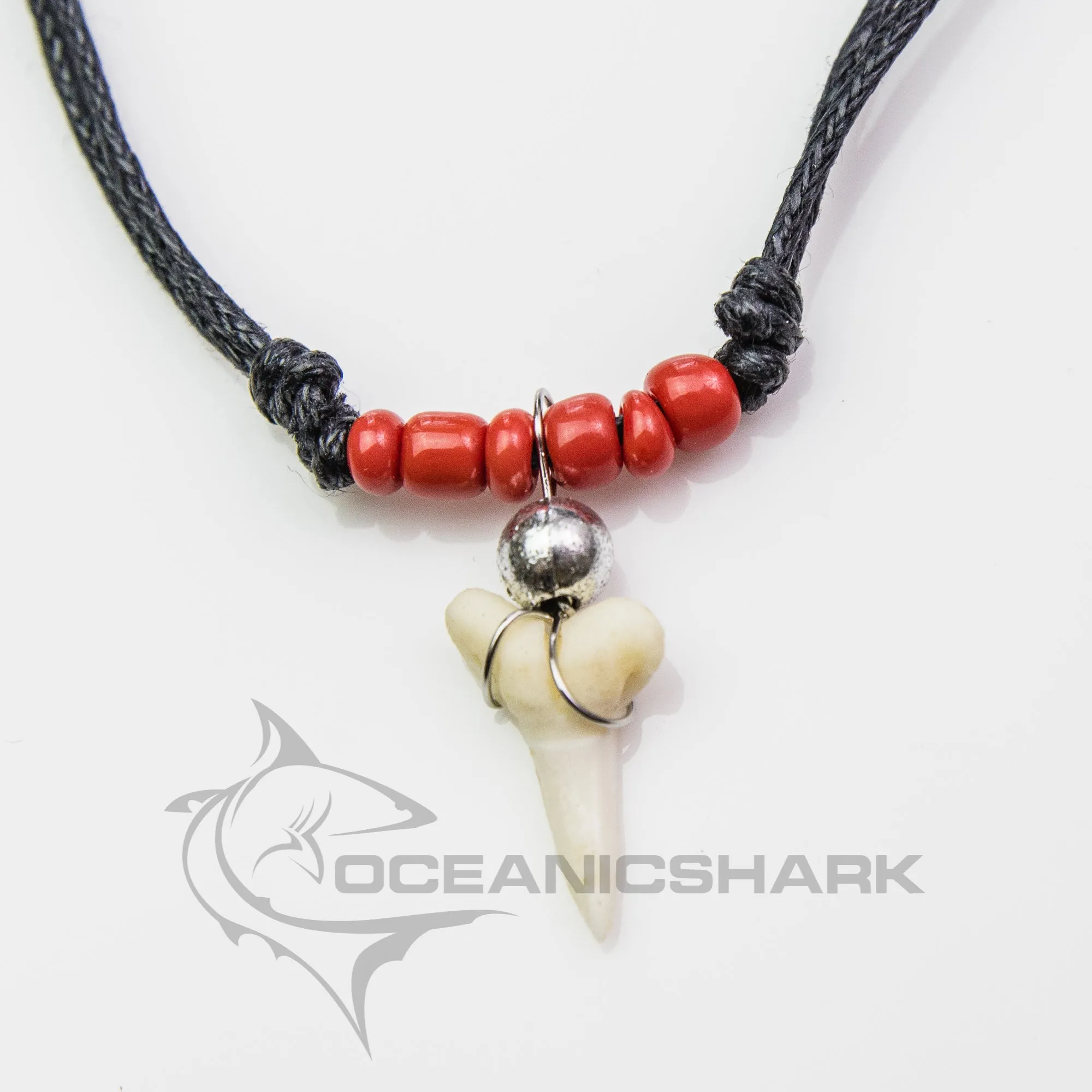 Shark tooth Haifischzahn サメの歯 dent de requin c129