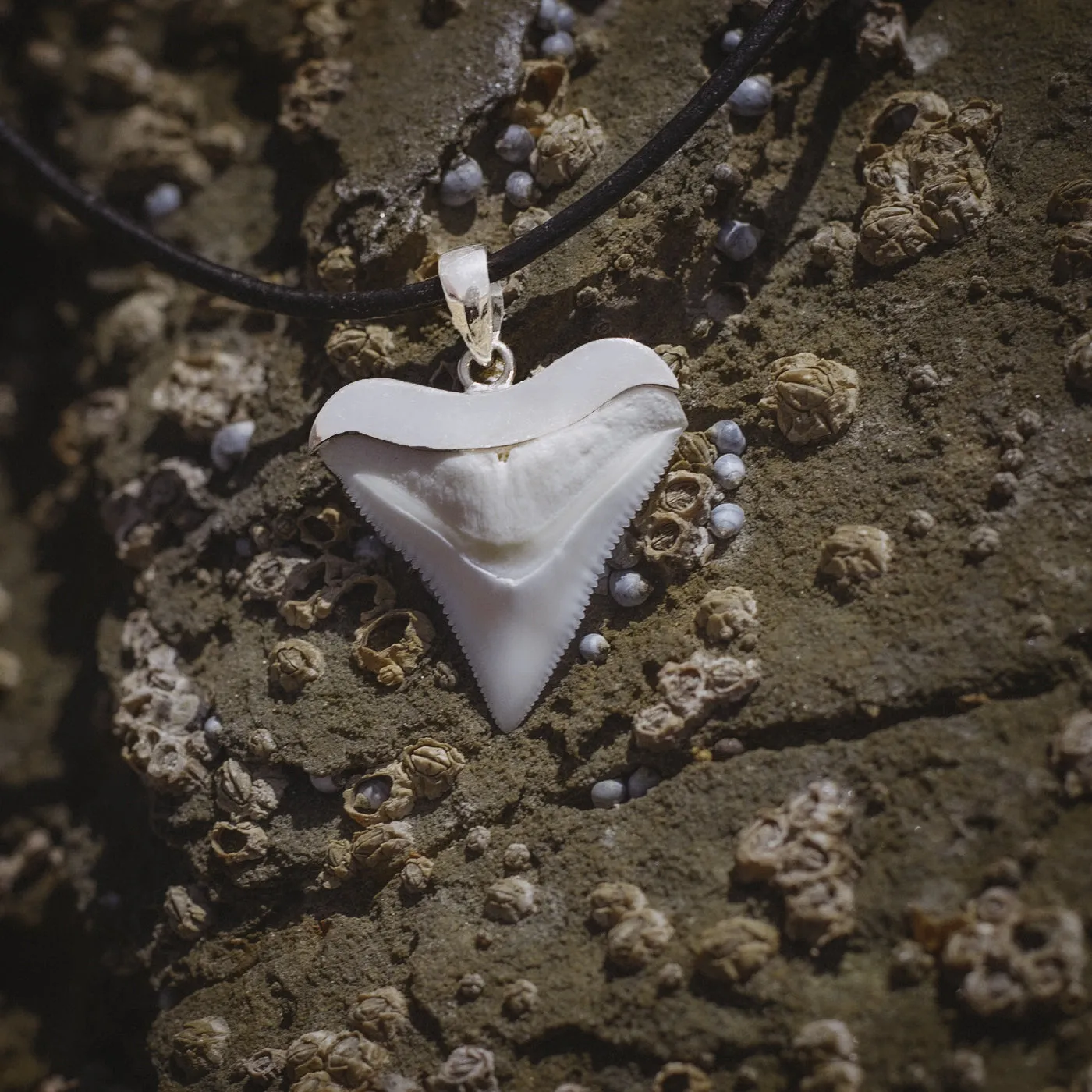 Shark Tooth Necklace s10