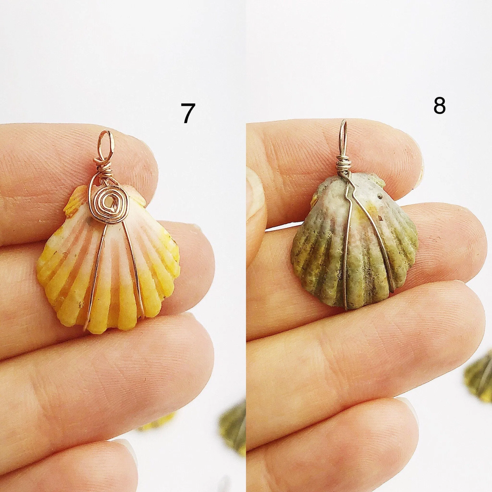 Sunrise Shell Wire Wrapped Pendants from Hawaii - Natural Color - Sunrise Shells - Sunnies (391 No. 1-10)